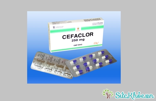 Cefaclor 250mg (tím - trắng) được chỉ định cho người viêm phổi, viêm họng