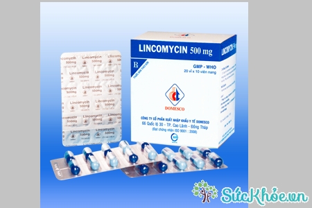 Lincomycin 500mg và một số thông tin cơ bản