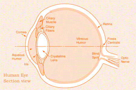 Biến chứng ở mắt do bệnh đái tháo đường - ảnh 2