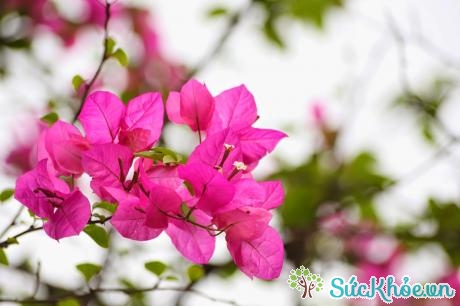 Hoa giấy là một trong các loại hoa dễ trồng ở ban công