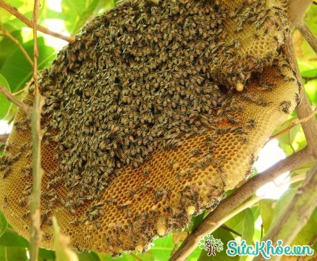 Mật ong rừng ngăn ngăn nguy cơ mất bạch cầu