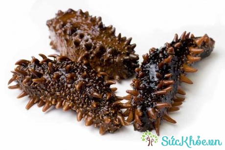 Hải sâm là loại hải sản tốt cho sức khỏe con người