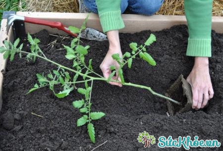 Đào một rãnh để trồng cà chua