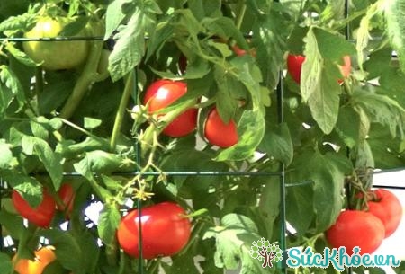 Với cách trồng cà chua trên, bạn sẽ có thể thu hoạch chỉ sau 2 tháng