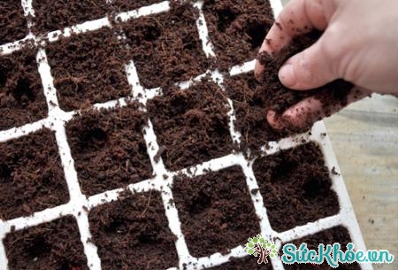 Sau khi gieo hạt, trải thêm 1 lớp đất mỏng